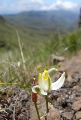 Albuca setosa in montane surroundings